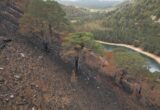 Fears for mature Scots Pines after Highland wildfire