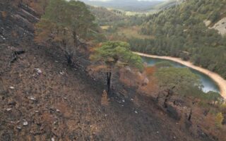 Fears for mature Scots Pines after Highland wildfire