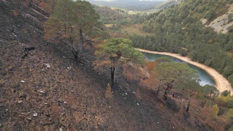 Fears for mature Scots Pines after Highland wildfire