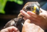 Golden Eagle Chick Fledges on Scottish Grouse Moor