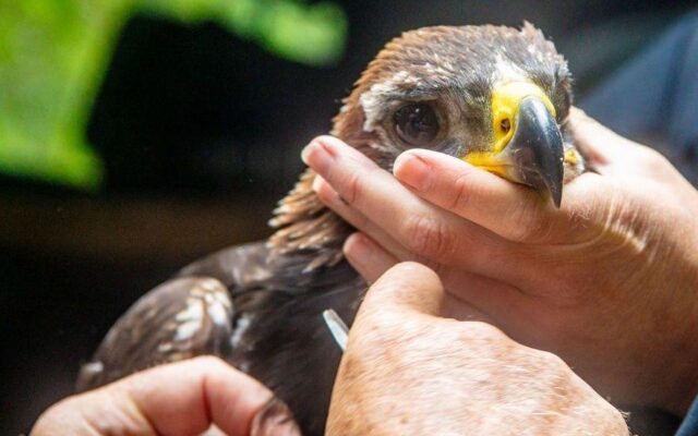 Golden Eagle Chick Fledges on Scottish Grouse Moor