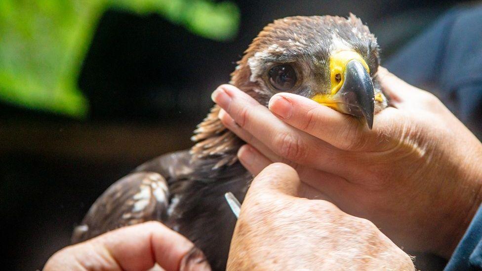 Golden Eagle Chick Fledges on Scottish Grouse Moor
