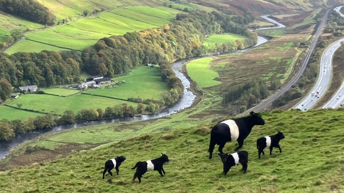 Cumbria Hill Farm Begins Two-Year Organic Conversion Process