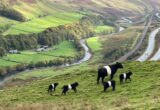 Cumbria Hill Farm Begins Two-Year Organic Conversion Process