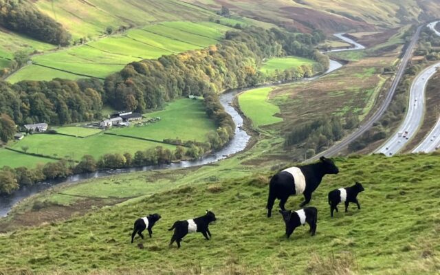 Cumbria Hill Farm Begins Two-Year Organic Conversion Process