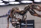 Nanotyrannus Fossil Sells for $47.3 Million in New York