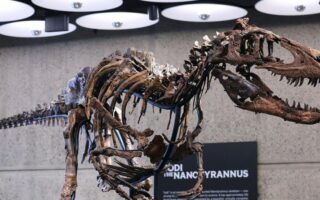 Nanotyrannus Fossil Sells for $47.3 Million in New York