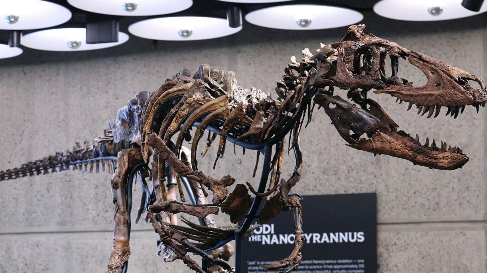 Nanotyrannus Fossil Sells for $47.3 Million in New York