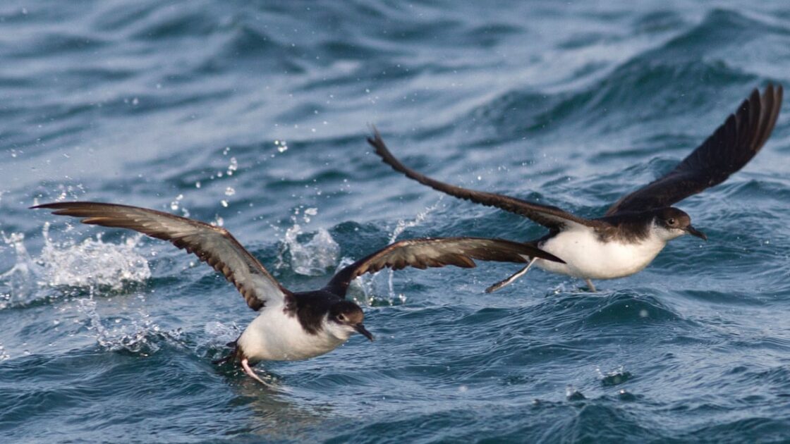 Jet lag disrupts navigation in foraging seabirds, study shows