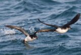 Jet lag disrupts navigation in foraging seabirds, study shows