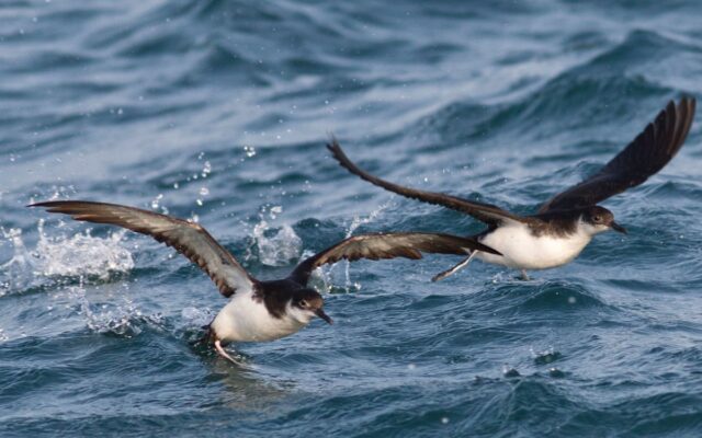 Jet lag disrupts navigation in foraging seabirds, study shows