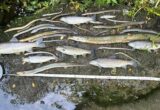 South West Water receives lowest environmental rating