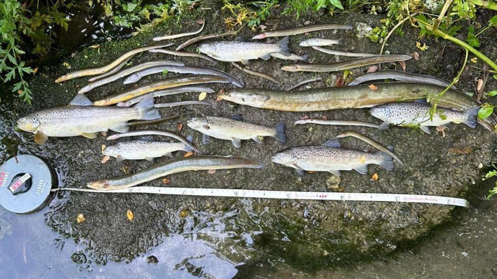South West Water receives lowest environmental rating