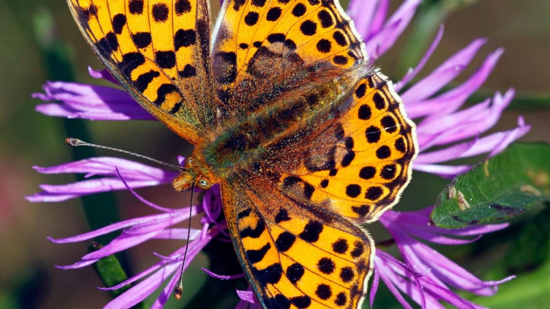 Queen of Spain Butterfly Invades Britain in Colonization Attempt