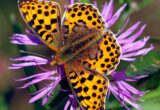 Queen of Spain Butterfly Invades Britain in Colonization Attempt