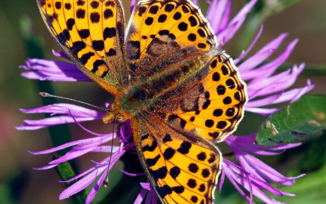 Queen of Spain Butterfly Invades Britain in Colonization Attempt
