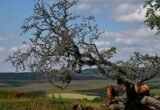 Wildlife Groups Near £30m Target for Rothbury Estate