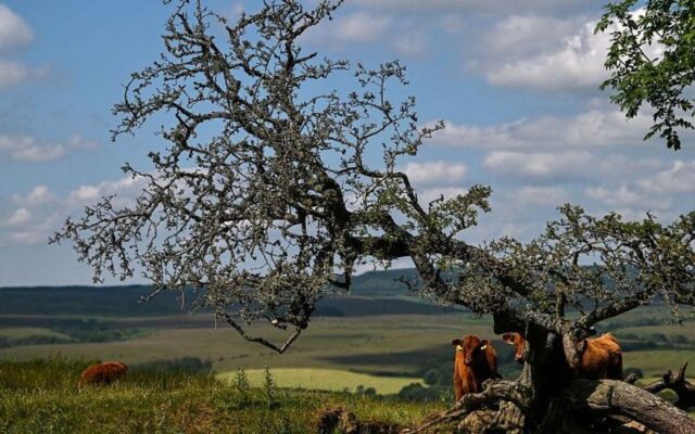 Wildlife Groups Near £30m Target for Rothbury Estate