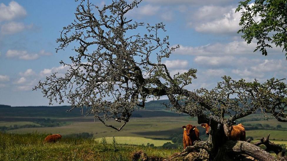 Wildlife Groups Near £30m Target for Rothbury Estate