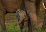 Global Nature Talks Reach New Deal Amid Ongoing Funding Challenges