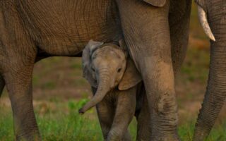 Global Nature Talks Reach New Deal Amid Ongoing Funding Challenges
