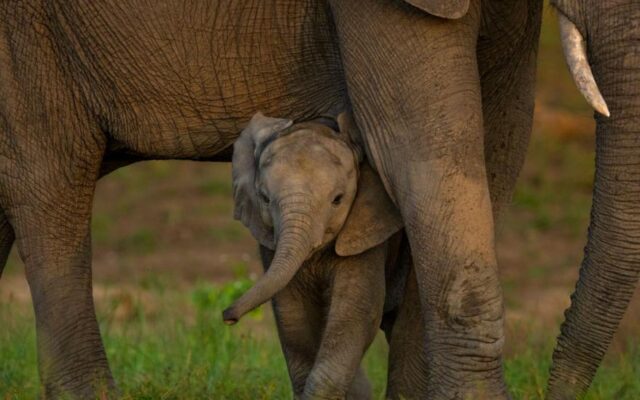 Global Nature Talks Reach New Deal Amid Ongoing Funding Challenges