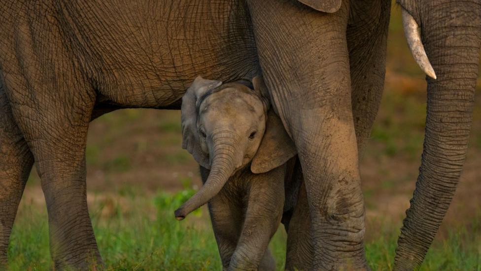Global Nature Talks Reach New Deal Amid Ongoing Funding Challenges