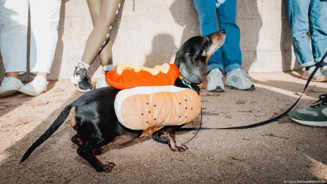 The Dachshund: From Artistic Muse to Political Symbol