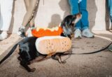 The Dachshund: From Artistic Muse to Political Symbol