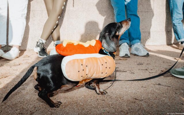The Dachshund: From Artistic Muse to Political Symbol