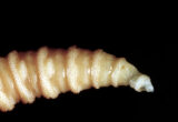 Flesh-Eating Screwworm Parasites Spread to Pets in US