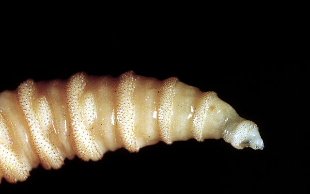 Flesh-Eating Screwworm Parasites Spread to Pets in US