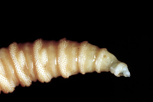 Flesh-Eating Screwworm Parasites Spread to Pets in US