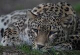 Dutch Zookeeper Dies After Leopard Attack