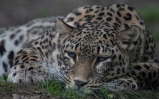 Dutch Zookeeper Dies After Leopard Attack