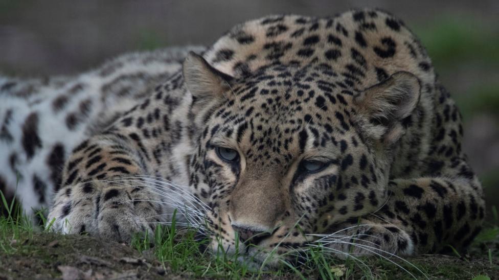 Dutch Zookeeper Dies After Leopard Attack