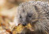 Northern Ireland Launches New Nature Recovery Strategy to Fight Loss
