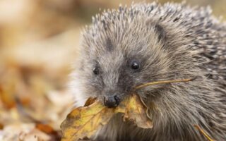Northern Ireland Launches New Nature Recovery Strategy to Fight Loss