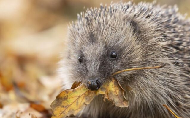 Northern Ireland Launches New Nature Recovery Strategy to Fight Loss