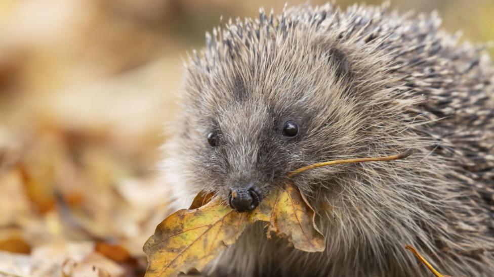 Northern Ireland Launches New Nature Recovery Strategy to Fight Loss