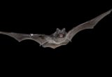 AI Enables Britain’s Biggest Woodland Bat Survey