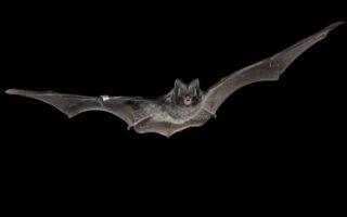 AI Enables Britain’s Biggest Woodland Bat Survey