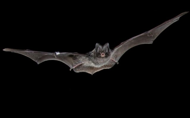 AI Enables Britain’s Biggest Woodland Bat Survey
