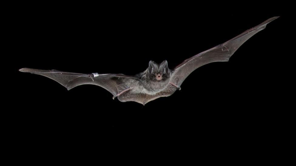AI Enables Britain’s Biggest Woodland Bat Survey