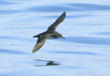 Seabirds Experience Jet Lag That Skews Their Compass Navigation
