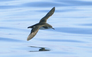 Seabirds Experience Jet Lag That Skews Their Compass Navigation