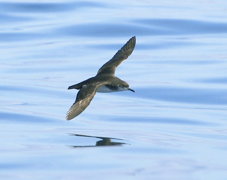Seabirds Experience Jet Lag That Skews Their Compass Navigation